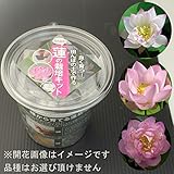 ミニミニ蓮の栽培キット[種から育てる小型ハス]