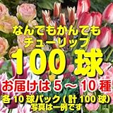 まとめて植えてチューリップ三昧！ 5～10種・各10球合計100球 何でもかまへん！どかんと100球のチューリップをお届け！