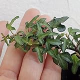 ヘデラ（アイビー）：スペチュリー3号ポット3株セット