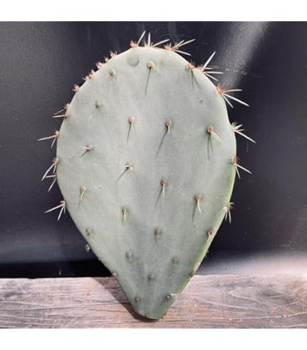 Amazon.co.jp: ウチワサボテン：バニーカクタス 象牙団扇*: ホーム