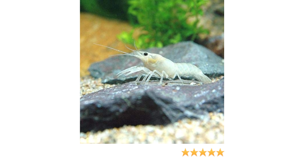 Amazon ザリガニ 白ザリガニ ｓサイズ １匹 北海道 九州航空便要保温 Charm チャーム 観賞魚 水中生物 通販