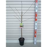 Amazon アーモンド 苗木 アーモンド 12cmポット苗 アーモンド 苗 果物