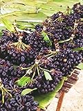 Melodorum fruticosum Annonaceae 10 Seeds ThailandMrk