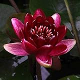(ビオトープ/睡蓮)温帯性睡蓮(スイレン)(赤) ブラックプリンセス'Black Princess'(1ポット)(休眠株) 本州・四国限定[生体]