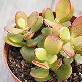カネノナルキ 金のなる木 7.5cmポット クラッスラ カゲツ 福岡県産 多肉植物 多肉 観葉植物 インテリアグリーン 寄せ植えに