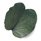 ヴェルモント アラリアハーブグリーン50枚/箱