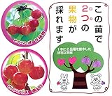 ハイブリッドプランツ：サクランボ(佐藤錦と高砂）7号鉢植え[高接ぎペアフルーツ] ノーブランド品