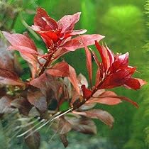 51jUHPHFPiL._AC_UL210_SR210,