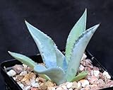 【多肉植物/種子】Agave Mapisaga★アガベ・マピサガ◎ブルーの葉が綺麗で寒さにもかなり強いアガベ最大種◆5粒♪ [並行輸入品]