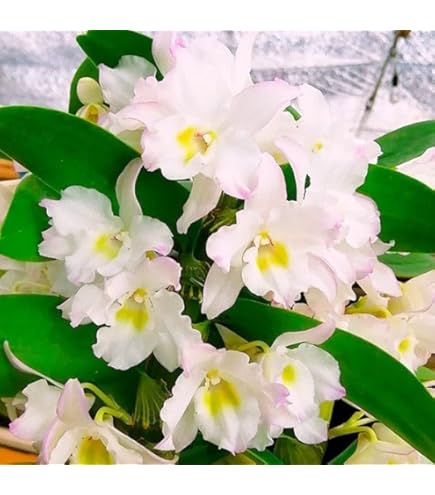 Amazon.co.jp: 洋蘭 バルボフィラム エリザベス アン バックルベリー