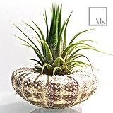 Air Plantプランター – Tillandsia Air Plant + Alfonso XL Sea Urchinシェル+ギフトボックス純正海シェルプランターエアプラントホルダーライブAir 