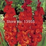 100pcs/bag Different Perennial Gladiolus Flower Seeds Rare Sword Lily Seeds Very Beautoful For Home 