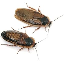 Amazon | feedbase デュビア XL 成虫サイズ 3.0～5.0cm 100匹