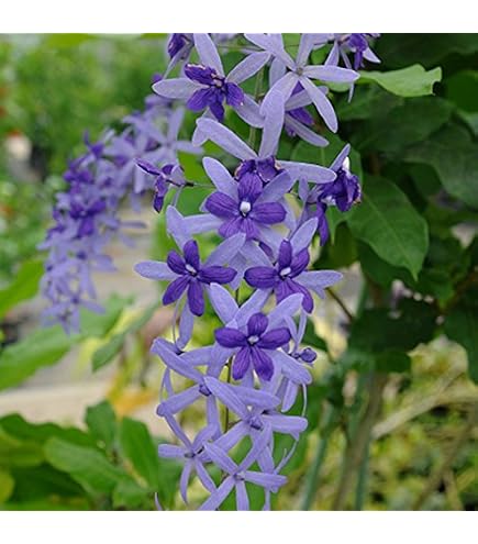 Amazon.co.jp: 雪白柳葉友禅菊（せっぱくやなぎばゆうぜんぎく）3号 2