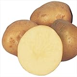 国華園　秋植えじゃがいも ニシユタカ 1kg【※発送が国華園からの場合のみ正規品です】