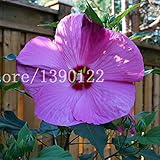 100 PCS Giant Hibiscus Flower Seeds chinese cheap flower Hibiscus seeds best gift for your kids easy