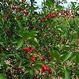 ドワーフサワーチェリーフルーツツリー15種子（Prunus cerasus）食用果実