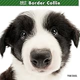 ボーダー・コリー 2017年 カレンダー 壁掛け