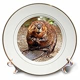 CP _ 4660 Wild Animals – ビーバー – プレート 8-Inch cp_4660_1