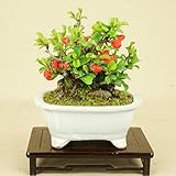 いよじ園　寒ボケ 小品盆栽