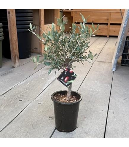 Amazon｜観葉植物 SOUJU（創樹）ブランド：オリーブの木*4号｜観葉植物