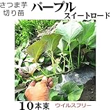 さつまいも 苗 ウイルスフリー 切り苗 パープルスイートロード 10本束 サツマイモ
