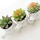 BIO カントリーテラリウム3セット ランダムアソート 多肉植物 エケベリア サボテン 贈り物 卓上 グリーン 癒し 水不要 造花 (ジョウロアソート)