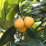 ビワ：なつたより4～5号ポット[多収・極早生・極甘・丈夫で作りやすい優良大実品種][果樹苗木] ノーブランド品