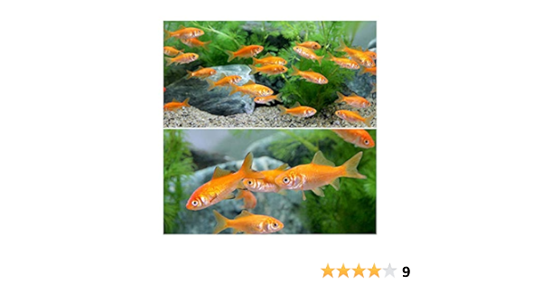 超特価 小赤 ６００匹 Benechis Com Br