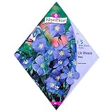 [春・秋まき　亜麻 リナム 花タネ][フランス花の種]リナム（フラックス）ブルー * ノーブランド品