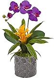 SKBファミリミニ胡蝶蘭Orchid and Bromeliadグレーで花瓶植物種Blooming Beautyカラー