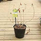 庭木・植木：ディエルヴィラ　ハニービー*バタフライガーデンの蜜源植物に！ミツバチも大好きなお花！