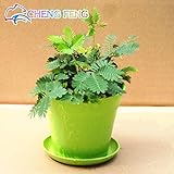 s 30pcs Bashful Grass Seeds Mimosa Pudica Linn, Foliage Mimosa Pudica Sensitive Bonsai Plant Home Ga