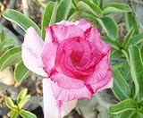 40 Fresh seedsアデニウム アラビカム オベスム 砂漠のバラ種子(40粒)塊根植物種子Adenium obesum Desert Roses seeds no382-Triple-Pink