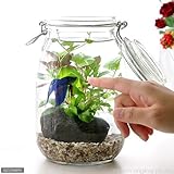 (熱帯魚 水草)私の小さなアクアリウム ?ベタと水草の共演? 水草と生体キット 1セット 説明書付き 本州・四国限定[生体]