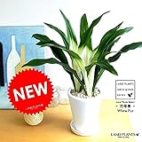 LAND PLANTS 万年青(オモト) あけぼのおもと 白色貫入陶器鉢