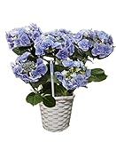 【産地直送】父の日 あじさい「フェアリーアイ」ブルー バスケット入り・水分計つき