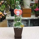 クリスマスツリー グリーンネックレスのクリスマス風 ツリー 4号鉢植え
