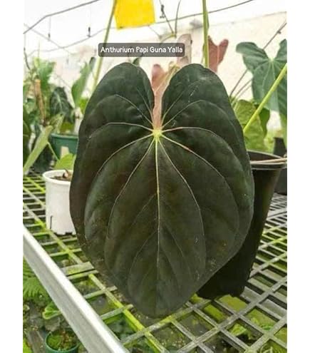 Amazon｜アンスリウム 交配種, ベッセアエ × デビリス × ドリーム