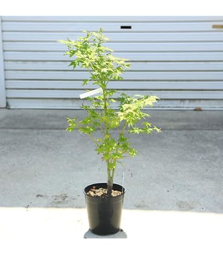 Amazon｜台杉 5本立ち 株立ち 京都北山 白杉｜観葉植物 オンライン通販