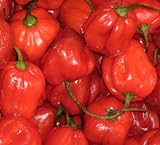 Habanero Gambia Chili - Habanero Gambia hot pepper - 10 seeds