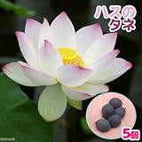 (ビオトープ/蓮)ハスの実 (5粒) 本州・四国限定[生体]