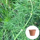 ディル 栽培 セット / ハーブ / テラコッタ 鉢 プランター / 鉢受皿 付