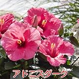 1つの花の持ちが違う ハイビスカス ロングライフシリーズ ５号鉢植え【アドニスダーク】晩秋まで咲き続け毎年楽しめる