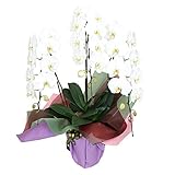 胡蝶蘭3本立て お祝い用 ホワイト 成功フラワー