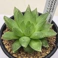 多肉植物：ハオルチア トランエンシス*S