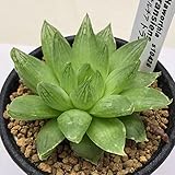 多肉植物：ハオルチア トランエンシス*S