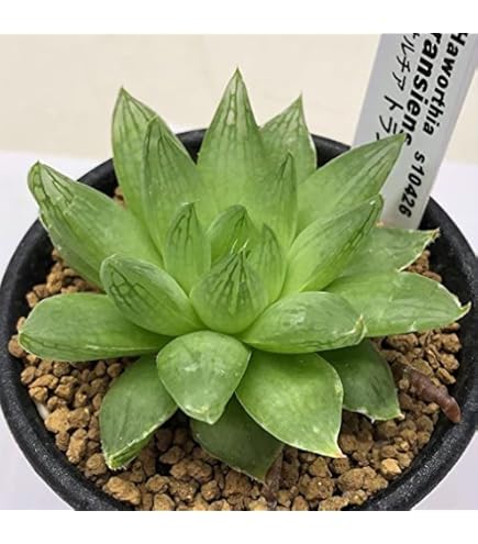 Amazon.co.jp: 令和5年採る ハオルチア 竹虎種子 30粒 : DIY・工具