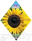 ロイヤルフルール ヒマワリ Giant single