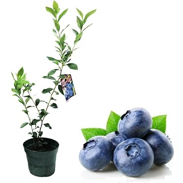 Amazon.co.jp ほしい物ランキング: 果物の苗 で、ほしい物リストと